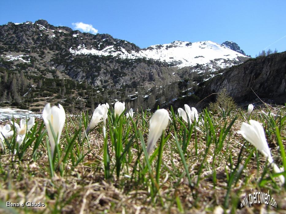 08 Crocus in fioritura.JPG